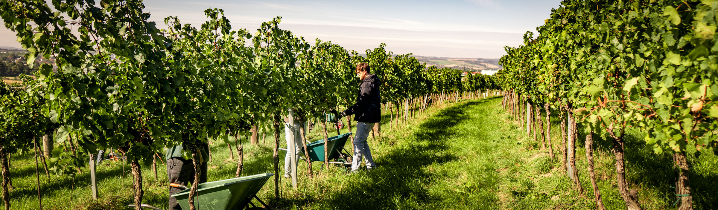 Kontakt und Adresse Weingut Wallner